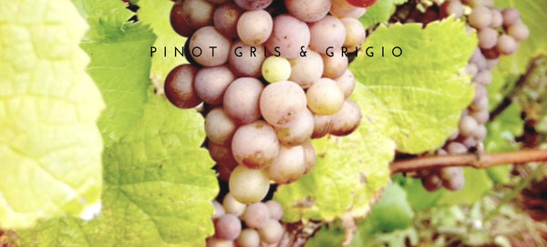 Pinot Gris/Grigio