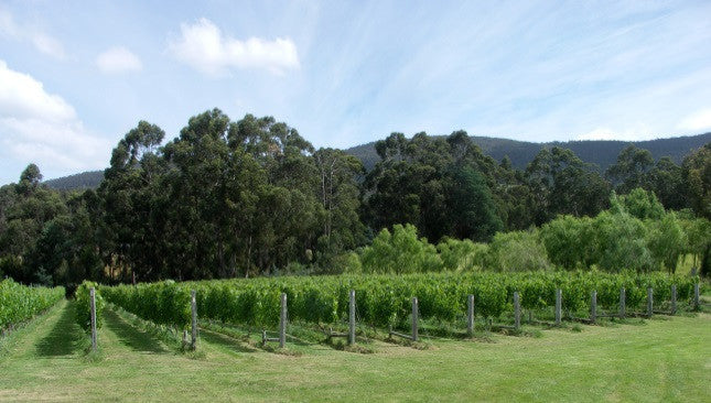 Pinot Noir