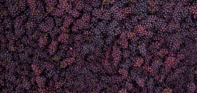 Bunches of red grapes