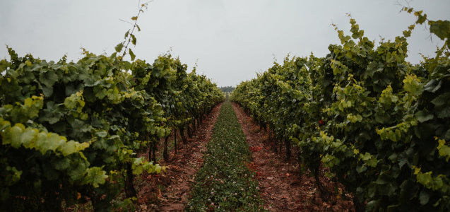 Between rows of Tasmanian vineyard