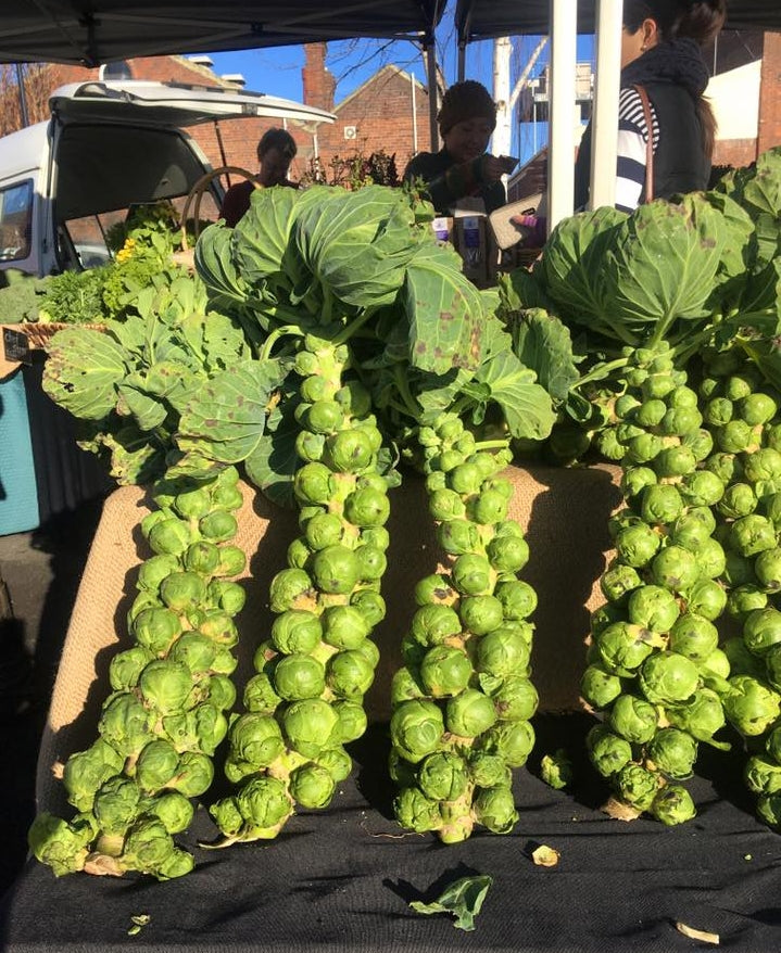 Launceston Harvest Market TOUR Sat July 20