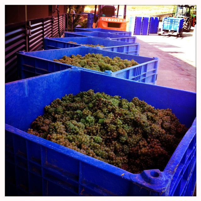 Chardonnay - Felton Road Chardonnays