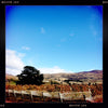 Wooing Tree 2013 Pinot Noir
