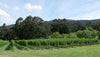 Yellow Point 2013 Pinot Noir